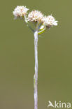 Rozenkransje (Antennaria dioica) 