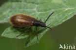 Darkling beetle (Lagria hirta)