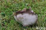 Ruitjesbovist (Calvatia utriformis)