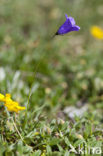 Scheuchters klokje (Campanula scheuchzeri)