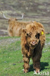 Highland Cow (Bos domesticus)