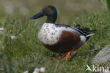 Slobeend (Anas clypeata) 