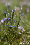 Sneeuwgentiaan (Gentiana nivalis)