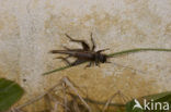 Southern Cricket (Eumodicogryllus bordigalensis)