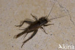 Southern Cricket (Eumodicogryllus bordigalensis)