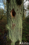 Woodpecker