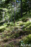 Epipogium aphyllum