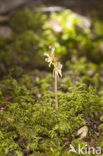 Spookorchis (Epipogium aphyllum)