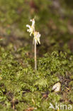 Spookorchis (Epipogium aphyllum)