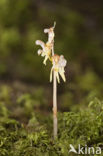 Epipogium aphyllum