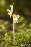 Spookorchis (Epipogium aphyllum)