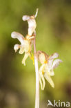Epipogium aphyllum