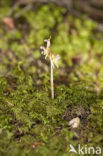 Epipogium aphyllum