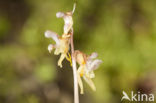 Epipogium aphyllum