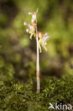 Epipogium aphyllum