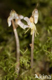 Spookorchis (Epipogium aphyllum)