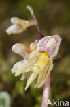 Spookorchis (Epipogium aphyllum)