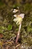 Epipogium aphyllum
