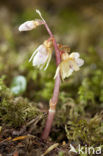 Spookorchis (Epipogium aphyllum)