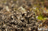 Ladder lichen (Cladonia verticillata)