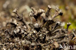 Stuifzandstapelbekertje (Cladonia verticillata)