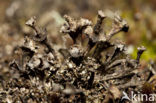 Ladder lichen (Cladonia verticillata)