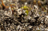 Ladder lichen (Cladonia verticillata)