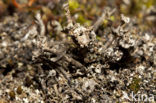 Ladder lichen (Cladonia verticillata)