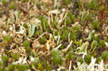 Ladder lichen (Cladonia verticillata)