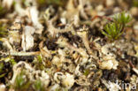 Ladder lichen (Cladonia verticillata)