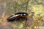 Tachinus marginellus