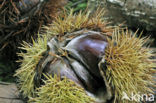 Sweet Chestnut (Castanea sativa)