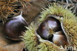 Tamme kastanje (Castanea sativa)