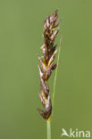 Tweerijige zegge (Carex disticha)