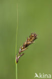 Tweerijige zegge (Carex disticha)