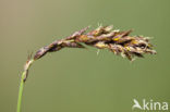 Tweerijige zegge (Carex disticha)