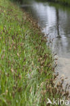 Tweerijige zegge (Carex disticha)