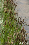 Tweerijige zegge (Carex disticha)