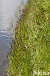 Tweerijige zegge (Carex disticha)