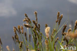 Tweerijige zegge (Carex disticha)