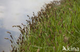 Tweerijige zegge (Carex disticha)