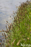 Tweerijige zegge (Carex disticha)