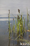 Tweerijige zegge (Carex disticha)