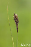 Tweerijige zegge (Carex disticha)