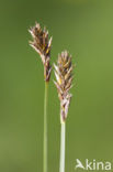 Tweerijige zegge (Carex disticha)