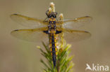 Epitheca bimaculata