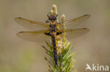 Epitheca bimaculata