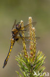 Epitheca bimaculata