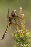 Epitheca bimaculata