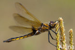 Epitheca bimaculata